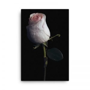 Young White Rose Wall Art HD